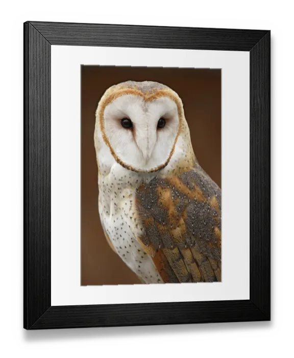 Framed Print : USA, Washington State, Tacoma. Close-up of barn owl at Point Defiance Zoo. ©Don Paulson / Jaynes Gallery / DanitaDelimont.com Framed Print : USA, Washington State, Tacoma. Close-up of barn owl at Point Defiance Zoo. ©Don Paulson / Jaynes Gallery / DanitaDelimont.com