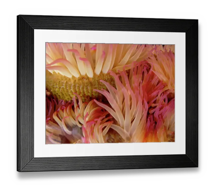 Framed Print : USA, Washington State, San Juan Islands. Close-up of sea anemone off Patos Island. ©Don Paulson / Jaynes Gallery / DanitaDelimont.com Framed Print : USA, Washington State, San Juan Islands. Close-up of sea anemone off Patos Island. ©Don Paulson / Jaynes Gallery / DanitaDelimont.com