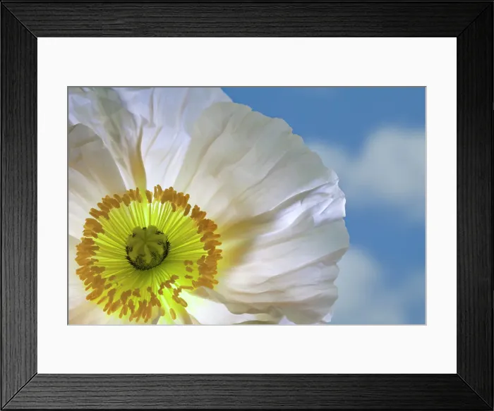 Framed Print : USA, Washington State, Seabeck. White poppy flower close-up. ©Don Paulson / Jaynes Gallery / DanitaDelimont.com Framed Print : USA, Washington State, Seabeck. White poppy flower close-up. ©Don Paulson / Jaynes Gallery / DanitaDelimont.com