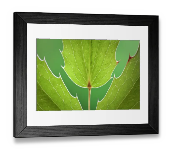 Framed Print : USA, Washington State, Seabeck. Close-up of Oregon grape leaves. ©Don Paulson  /  Jaynes Gallery  /  DanitaDelimont.com