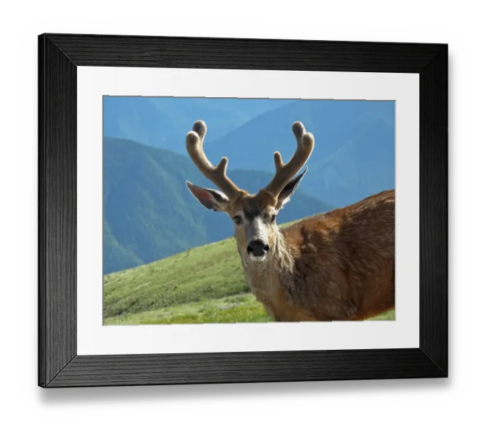 Framed Print : USA, Washington State, Olympic National Park. Close-up of male deer. deer ©Don Paulson / Jaynes Gallery / DanitaDelimont.com Framed Print : USA, Washington State, Olympic National Park. Close-up of male deer. deer ©Don Paulson / Jaynes Gallery / DanitaDelimont.com