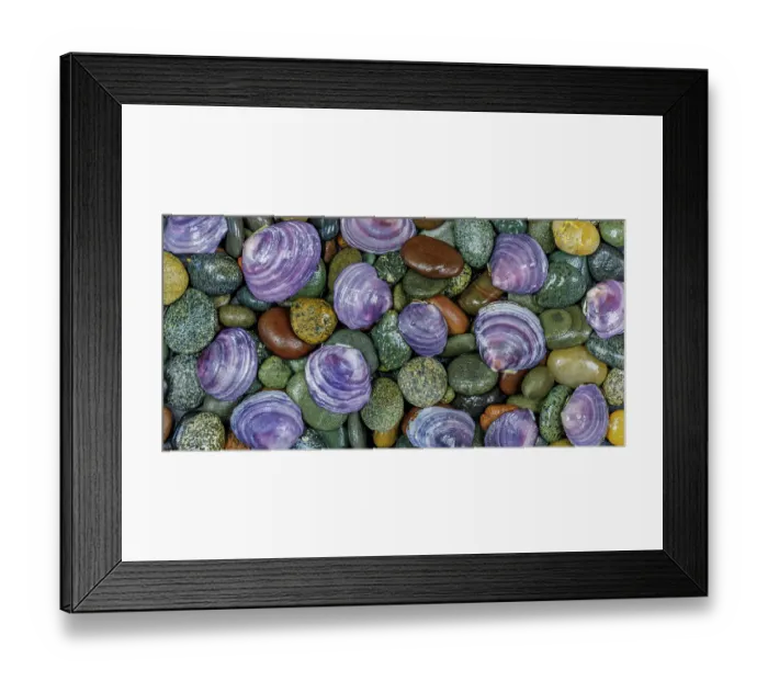 Framed Print : USA, Washington State, Seabeck. Panoramic of beach rocks and mahogany clam shells. ©Don Paulson / Jaynes Gallery / DanitaDelimont.com Framed Print : USA, Washington State, Seabeck. Panoramic of beach rocks and mahogany clam shells. ©Don Paulson / Jaynes Gallery / DanitaDelimont.com