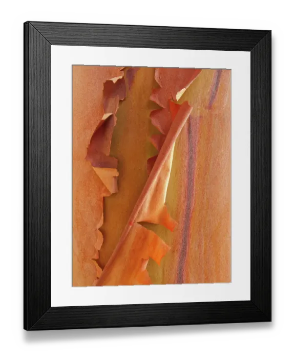 Framed Print : USA, Washington State, San Juan Islands. Peeling madrone bark close-up. ©Don Paulson  /  Jaynes Gallery  /  DanitaDelimont.com