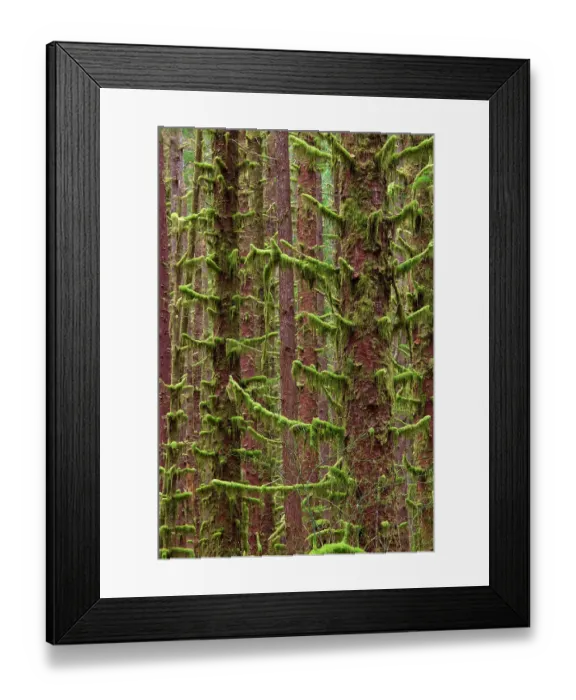 Framed Print : USA, Washington State, Hoh River Trust. Sitka spruce trees with moss. ©Don Paulson / Jaynes Gallery / DanitaDelimont.com Framed Print : USA, Washington State, Hoh River Trust. Sitka spruce trees with moss. ©Don Paulson / Jaynes Gallery / DanitaDelimont.com