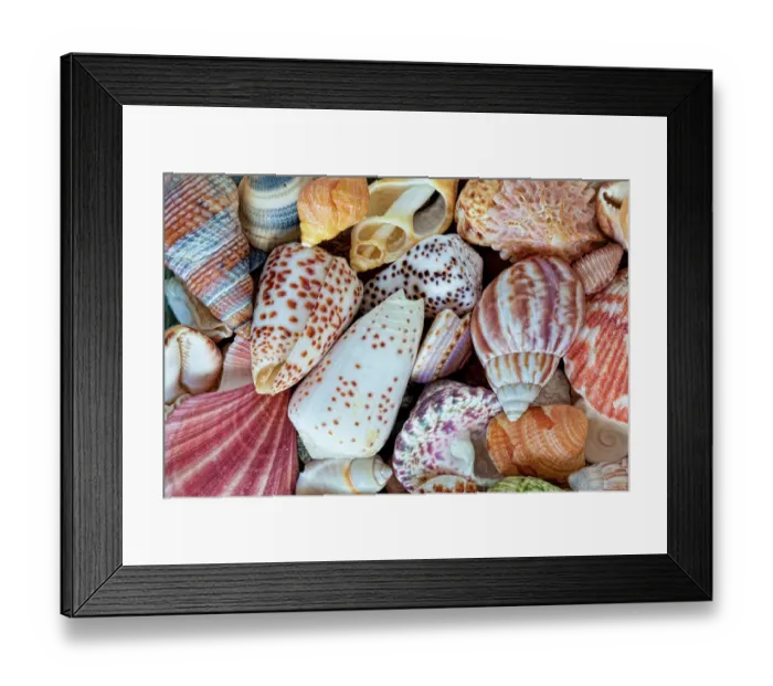 Framed Print : USA, Washington State, Seabeck. Close-up of variety of seashells. ©Don Paulson / Jaynes Gallery / DanitaDelimont.com Framed Print : USA, Washington State, Seabeck. Close-up of variety of seashells. ©Don Paulson / Jaynes Gallery / DanitaDelimont.com