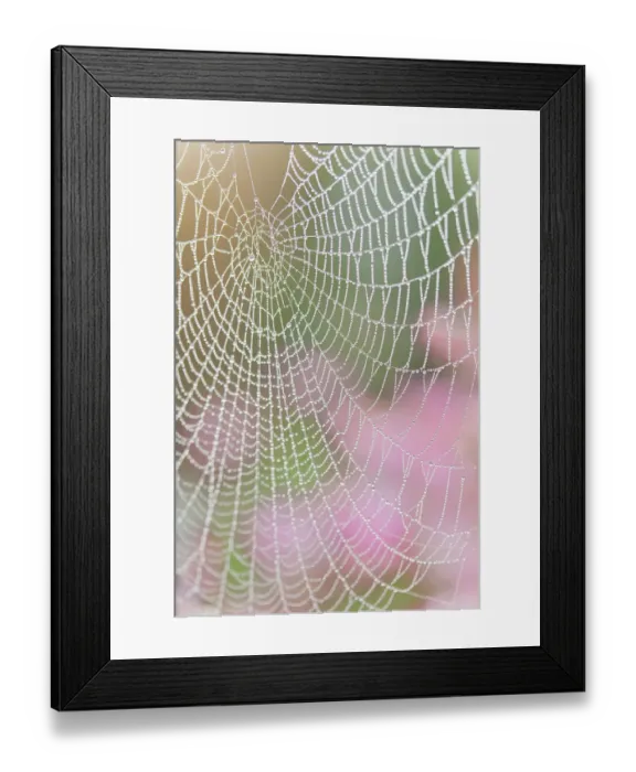 Framed Print : USA, Washington State, Seabeck. Spider web outlined in sunrise dew. ©Don Paulson / Jaynes Gallery / DanitaDelimont.com Framed Print : USA, Washington State, Seabeck. Spider web outlined in sunrise dew. ©Don Paulson / Jaynes Gallery / DanitaDelimont.com