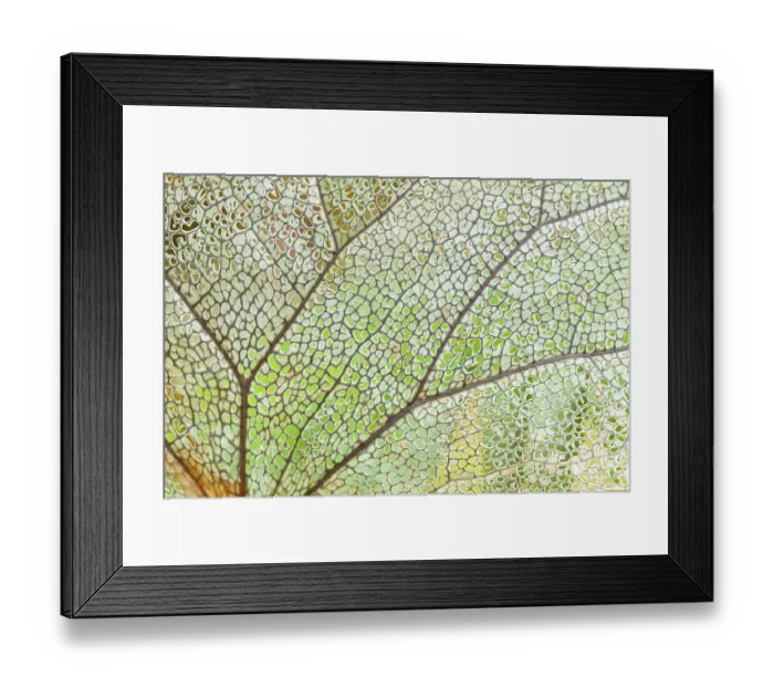 Framed Print : USA, Washington State, Olympic National Park. Close-up of skeletonized leaf pattern. ©Don Paulson / Jaynes Gallery / DanitaDelimont.com Framed Print : USA, Washington State, Olympic National Park. Close-up of skeletonized leaf pattern. ©Don Paulson / Jaynes Gallery / DanitaDelimont.com