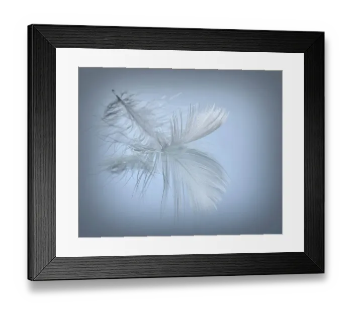 Framed Print : USA, Washington State, Seabeck. Close-up of floating feather in water. ©Don Paulson / Jaynes Gallery / DanitaDelimont.com Framed Print : USA, Washington State, Seabeck. Close-up of floating feather in water. ©Don Paulson / Jaynes Gallery / DanitaDelimont.com