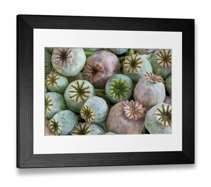 Framed Print : USA, Washington State, Seabeck. Close-up of poppy seedheads. ©Don Paulson  /  Jaynes Gallery  /  DanitaDelimont.com