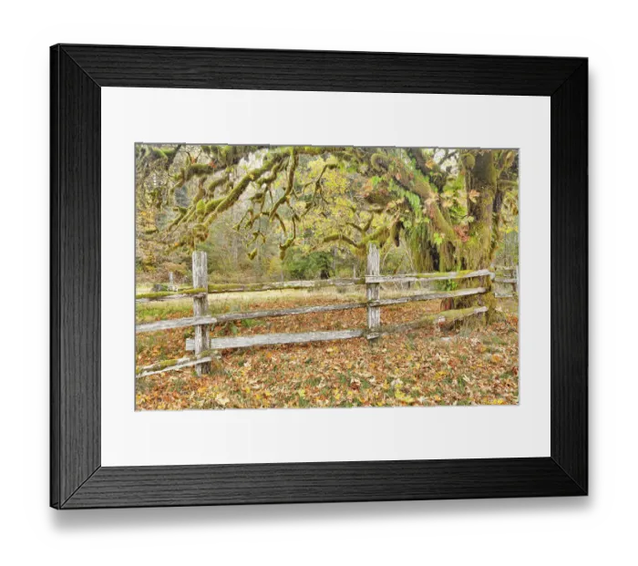 Framed Print : USA, Washington State, Olympic National Park. Wooden fence and moss-covered trees in autumn. ©Don Paulson / Jaynes Gallery / DanitaDelimont.com Framed Print : USA, Washington State, Olympic National Park. Wooden fence and moss-covered trees in autumn. ©Don Paulson / Jaynes Gallery / DanitaDelimont.com