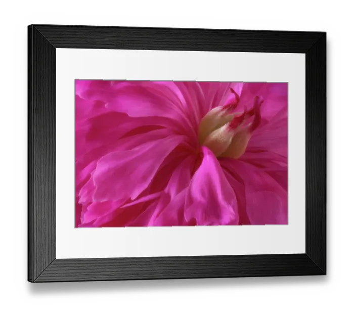 Framed Print : USA, Washington State, Seabeck. Pink peony blossom close-up. ©Don Paulson  /  Jaynes Gallery  /  DanitaDelimont.com