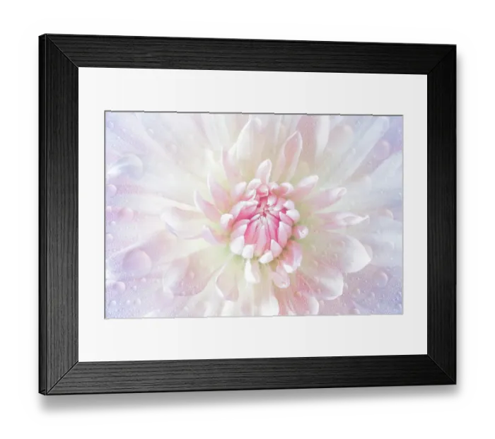 Framed Print : USA, Washington State, Seabeck. Close-up of dahlia flower with water drops. ©Don Paulson  /  Jaynes Gallery  /  DanitaDelimont.com