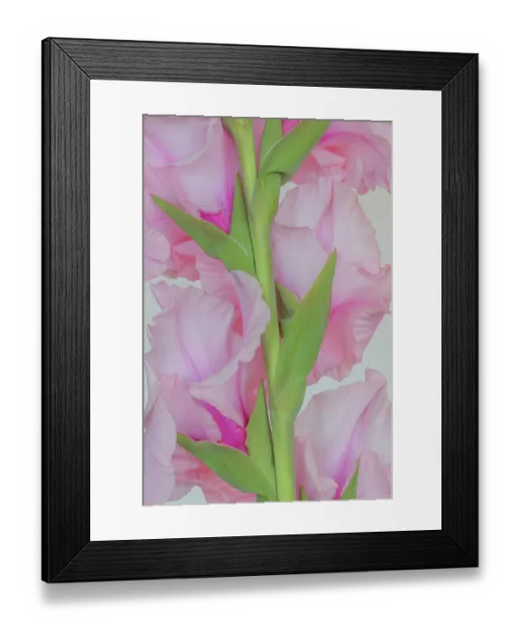 Framed Print : USA, Washington State, Seabeck. Gladiola flowers and stem close-up. ©Don Paulson / Jaynes Gallery / DanitaDelimont.com Framed Print : USA, Washington State, Seabeck. Gladiola flowers and stem close-up. ©Don Paulson / Jaynes Gallery / DanitaDelimont.com