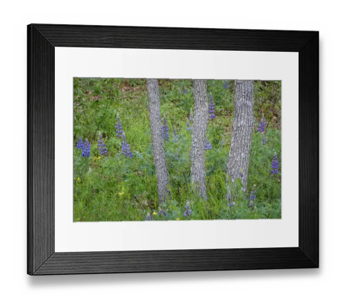 Framed Print : USA, Washington State, Columbia River Gorge National Scenic Area. Scenic with oak trees and lupine flowers. ©Don Paulson / Jaynes Gallery / DanitaDelimont.com Framed Print : USA, Washington State, Columbia River Gorge National Scenic Area. Scenic with oak trees and lupine flowers. ©Don Paulson / Jaynes Gallery / DanitaDelimont.com