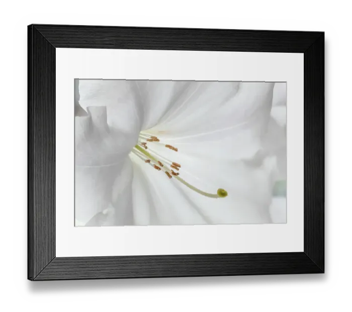 Framed Print : USA, Washington State, Seabeck. Close-up of white rhododendron blossom. ©Don Paulson / Jaynes Gallery / DanitaDelimont.com Framed Print : USA, Washington State, Seabeck. Close-up of white rhododendron blossom. ©Don Paulson / Jaynes Gallery / DanitaDelimont.com