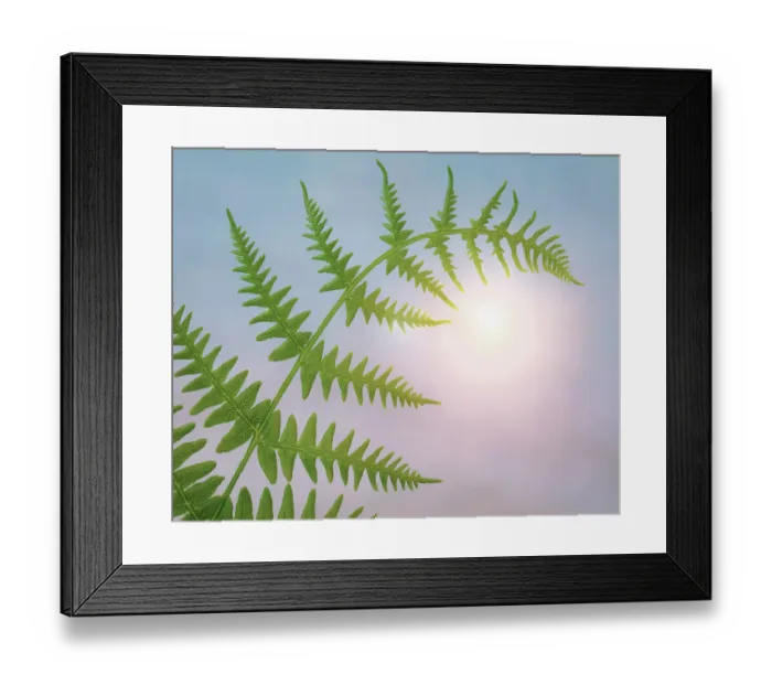 Framed Print : USA, Washington State, Seabeck. Close-up of bracken fern leaf. ©Don Paulson  /  Jaynes Gallery  /  DanitaDelimont.com