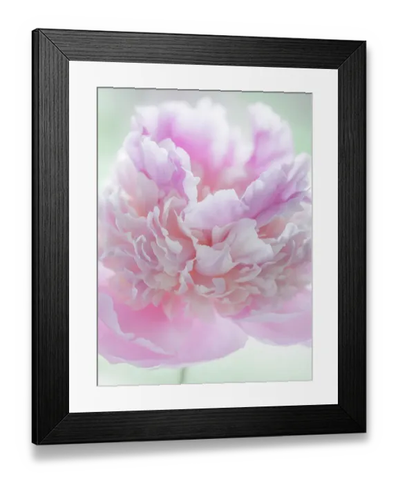 Framed Print : USA, Washington State, Seabeck. Pink peony blossom close-up. ©Don Paulson / Jaynes Gallery / DanitaDelimont.com Framed Print : USA, Washington State, Seabeck. Pink peony blossom close-up. ©Don Paulson / Jaynes Gallery / DanitaDelimont.com