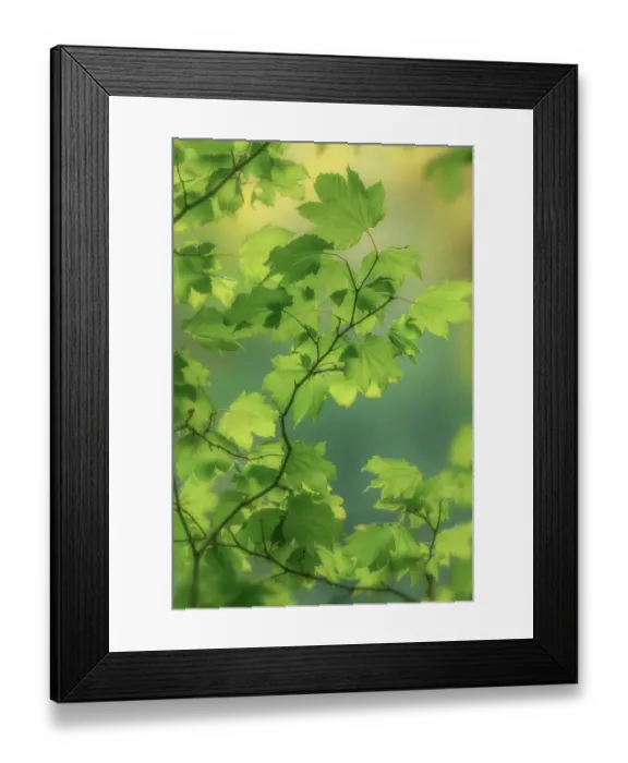 Framed Print : USA, Washington State, Seabeck. Vine maple leaves in summer. ©Don Paulson / Jaynes Gallery / DanitaDelimont.com Framed Print : USA, Washington State, Seabeck. Vine maple leaves in summer. ©Don Paulson / Jaynes Gallery / DanitaDelimont.com