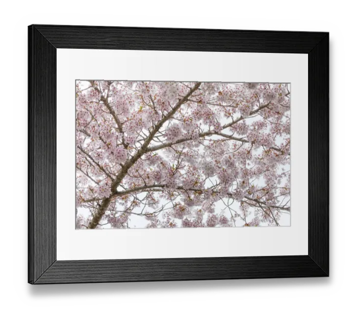 Framed Print : USA, Washington State, Seabeck. Cherry tree in bloom. ©Don Paulson  /  Jaynes Gallery  /  DanitaDelimont.com