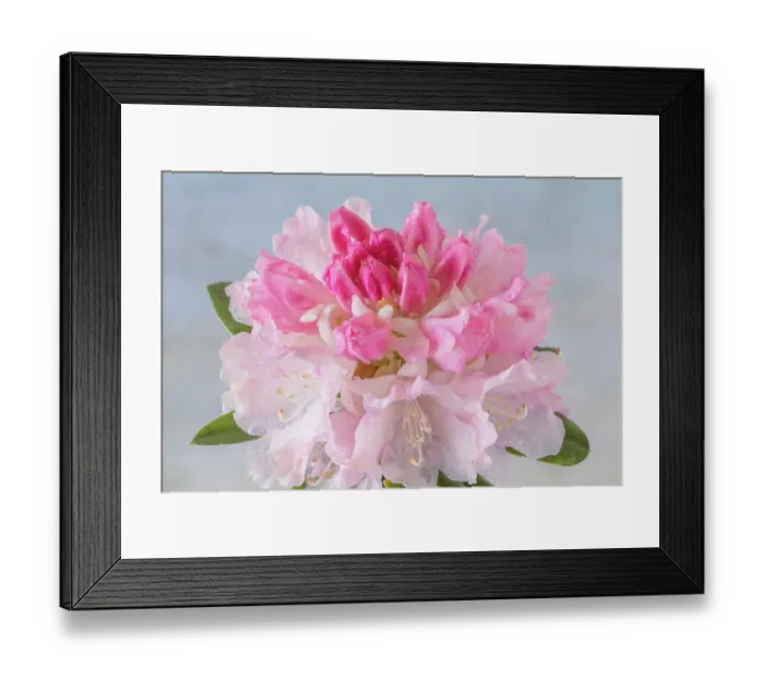 Framed Print : USA, Washington State, Seabeck. Rain water on pink rhododendron blossoms. ©Don Paulson / Jaynes Gallery / DanitaDelimont.com Framed Print : USA, Washington State, Seabeck. Rain water on pink rhododendron blossoms. ©Don Paulson / Jaynes Gallery / DanitaDelimont.com