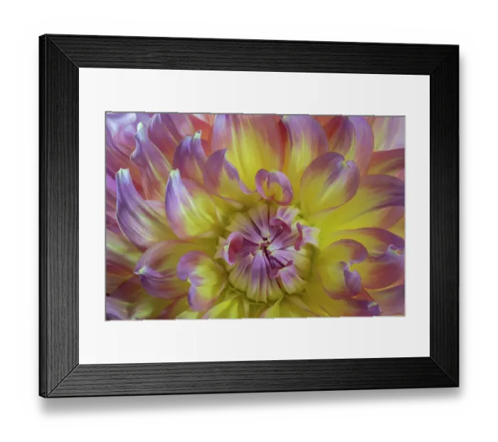 Framed Print : USA, Washington State, Seabeck. Dahlia blossom close-up. ©Don Paulson / Jaynes Gallery / DanitaDelimont.com Framed Print : USA, Washington State, Seabeck. Dahlia blossom close-up. ©Don Paulson / Jaynes Gallery / DanitaDelimont.com