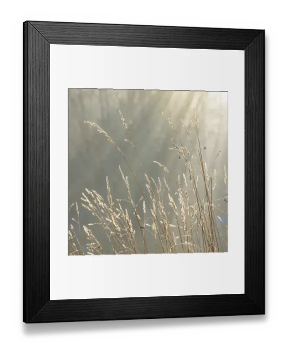 Framed Print : USA, Washington State, Seabeck. Close-up of grass seedheads. ©Don Paulson / Jaynes Gallery / DanitaDelimont.com Framed Print : USA, Washington State, Seabeck. Close-up of grass seedheads. ©Don Paulson / Jaynes Gallery / DanitaDelimont.com
