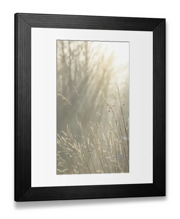 Framed Print : USA, Washington State, Seabeck. Close-up of grass seedheads. ©Don Paulson / Jaynes Gallery / DanitaDelimont.com Framed Print : USA, Washington State, Seabeck. Close-up of grass seedheads. ©Don Paulson / Jaynes Gallery / DanitaDelimont.com
