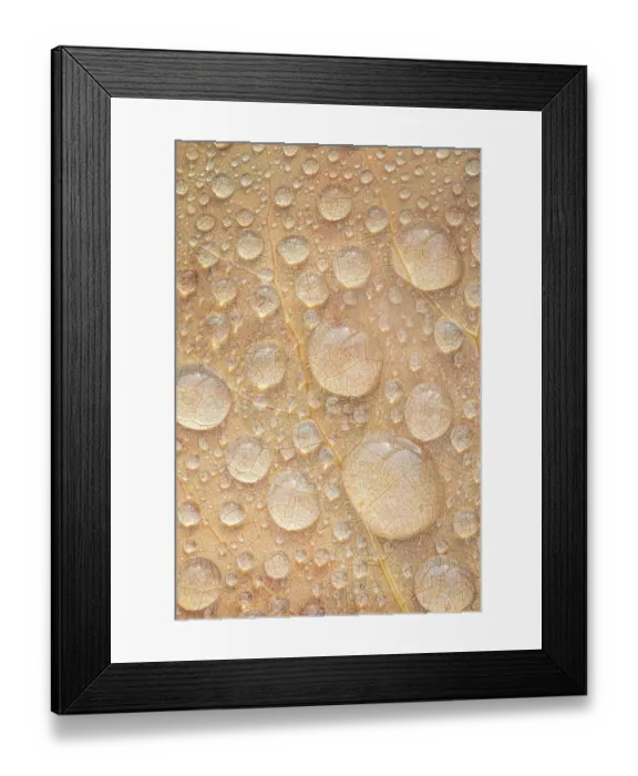 Framed Print : USA, Washington State, Seabeck. Tulip poplar leaf covered with raindrops. ©Don Paulson  /  Jaynes Gallery  /  DanitaDelimont.com