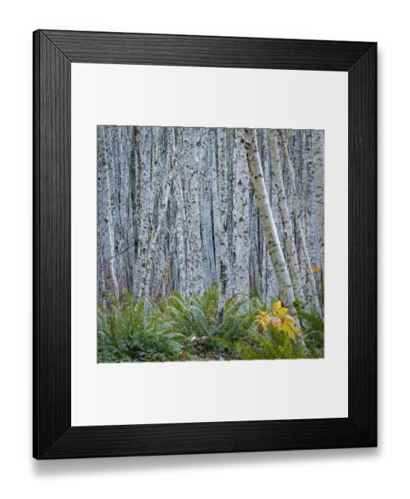 Framed Print : USA, Washington State, Seabeck. Panoramic of young alder grove. ©Don Paulson  /  Jaynes Gallery  /  DanitaDelimont.com