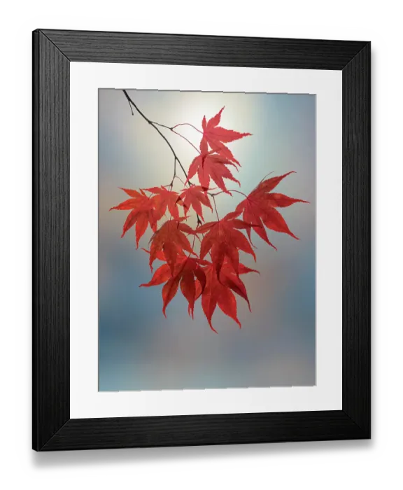 Framed Print : USA, Washington State, Seabeck. Japanese maple leaves in fall. ©Don Paulson / Jaynes Gallery / DanitaDelimont.com Framed Print : USA, Washington State, Seabeck. Japanese maple leaves in fall. ©Don Paulson / Jaynes Gallery / DanitaDelimont.com