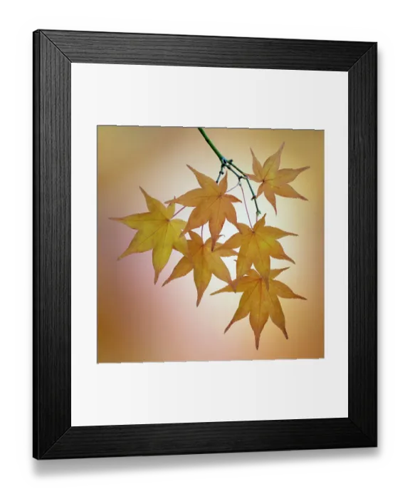 Framed Print : USA, Washington State, Seabeck. Japanese maple leaves in fall. ©Don Paulson  /  Jaynes Gallery  /  DanitaDelimont.com