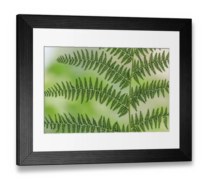 Framed Print : USA, Washington State, Seabeck. Underside of a Lady Fern, Washington State, Seabeck ©Don Paulson / Jaynes Gallery / DanitaDelimont.com Framed Print : USA, Washington State, Seabeck. Underside of a Lady Fern, Washington State, Seabeck ©Don Paulson / Jaynes Gallery / DanitaDelimont.com