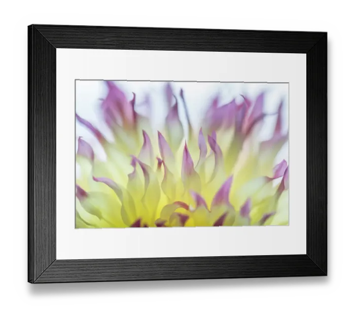 Framed Print : USA, Washington State, Seabeck. Dahlia blossom abstract. ©Don Paulson  /  Jaynes Gallery  /  DanitaDelimont.com