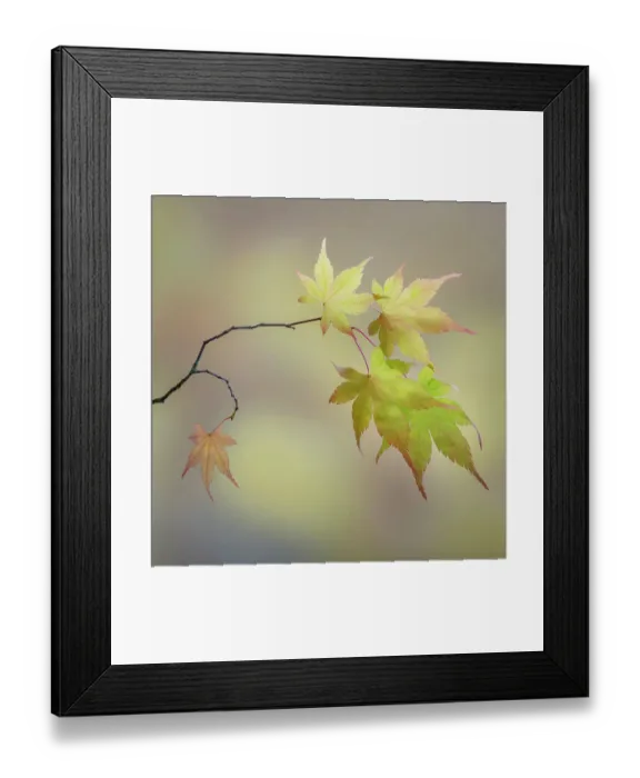 Framed Print : USA, Washington State, Seabeck. Japanese maple leaves in fall. ©Don Paulson / Jaynes Gallery / DanitaDelimont.com Framed Print : USA, Washington State, Seabeck. Japanese maple leaves in fall. ©Don Paulson / Jaynes Gallery / DanitaDelimont.com