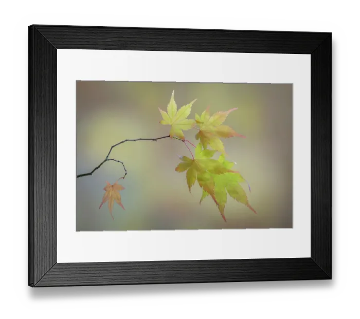 Framed Print : USA, Washington State, Seabeck. Japanese maple leaves in fall. ©Don Paulson / Jaynes Gallery / DanitaDelimont.com Framed Print : USA, Washington State, Seabeck. Japanese maple leaves in fall. ©Don Paulson / Jaynes Gallery / DanitaDelimont.com