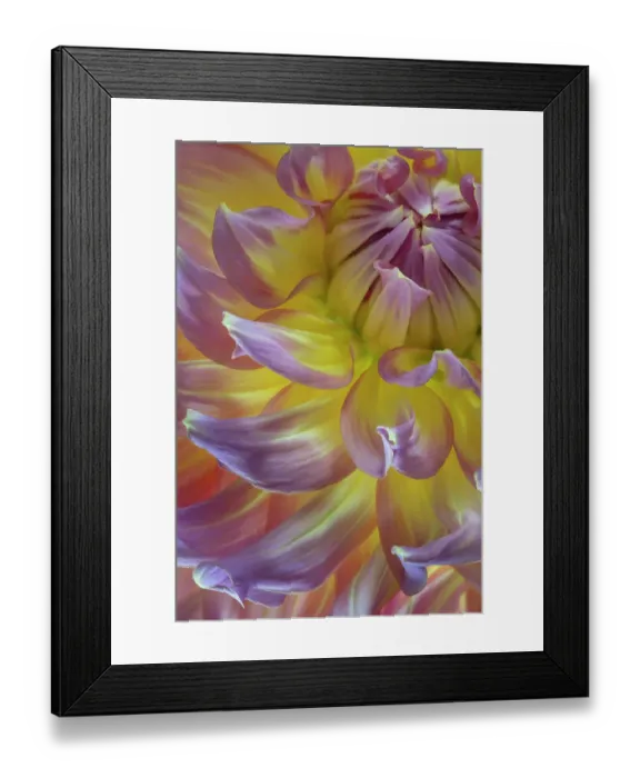 Framed Print : USA, Washington State, Seabeck. Dahlia blossom close-up. ©Don Paulson  /  Jaynes Gallery  /  DanitaDelimont.com
