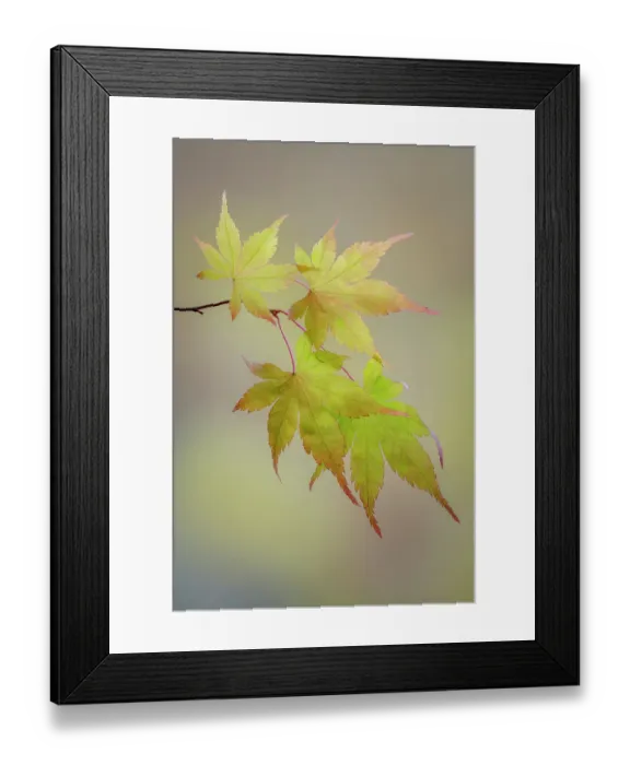 Framed Print : USA, Washington State, Seabeck. Japanese maple leaves in fall. ©Don Paulson / Jaynes Gallery / DanitaDelimont.com Framed Print : USA, Washington State, Seabeck. Japanese maple leaves in fall. ©Don Paulson / Jaynes Gallery / DanitaDelimont.com