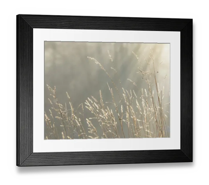 Framed Print : USA, Washington State, Seabeck. Close-up of grass seedheads. ©Don Paulson / Jaynes Gallery / DanitaDelimont.com Framed Print : USA, Washington State, Seabeck. Close-up of grass seedheads. ©Don Paulson / Jaynes Gallery / DanitaDelimont.com
