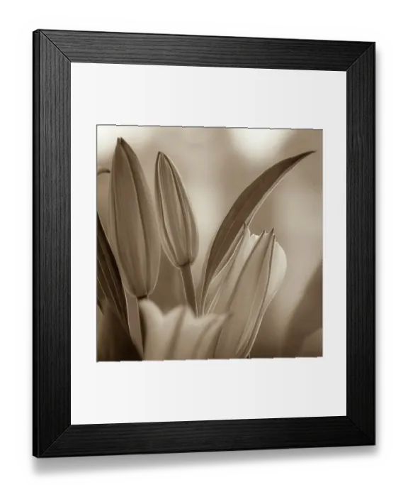 Framed Print : USA, Washington State, Seabeck. Black and white sepia of lily flower buds. ©Don Paulson  /  Jaynes Gallery  /  DanitaDelimont.com