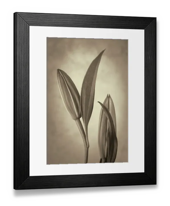 Framed Print : USA, Washington State, Seabeck. Black and white sepia of lily flower buds. ©Don Paulson / Jaynes Gallery / DanitaDelimont.com Framed Print : USA, Washington State, Seabeck. Black and white sepia of lily flower buds. ©Don Paulson / Jaynes Gallery / DanitaDelimont.com