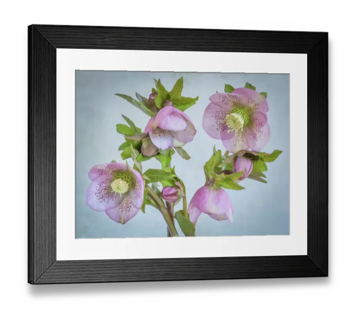 Framed Print : USA, Washington State, Seabeck. Close-up of hellebore blossoms. ©Don Paulson / Jaynes Gallery / DanitaDelimont.com Framed Print : USA, Washington State, Seabeck. Close-up of hellebore blossoms. ©Don Paulson / Jaynes Gallery / DanitaDelimont.com