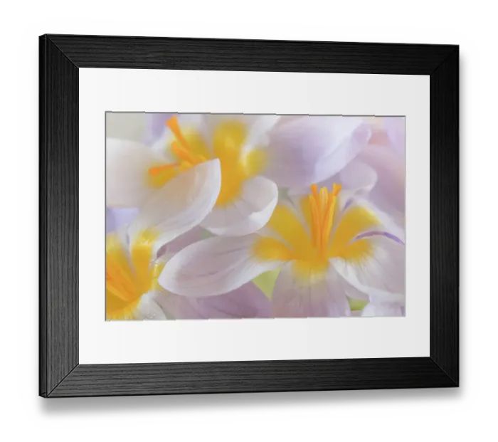 Framed Print : USA, Washington State, Seabeck. Close-up of crocus blooms. ©Don Paulson / Jaynes Gallery / DanitaDelimont.com Framed Print : USA, Washington State, Seabeck. Close-up of crocus blooms. ©Don Paulson / Jaynes Gallery / DanitaDelimont.com