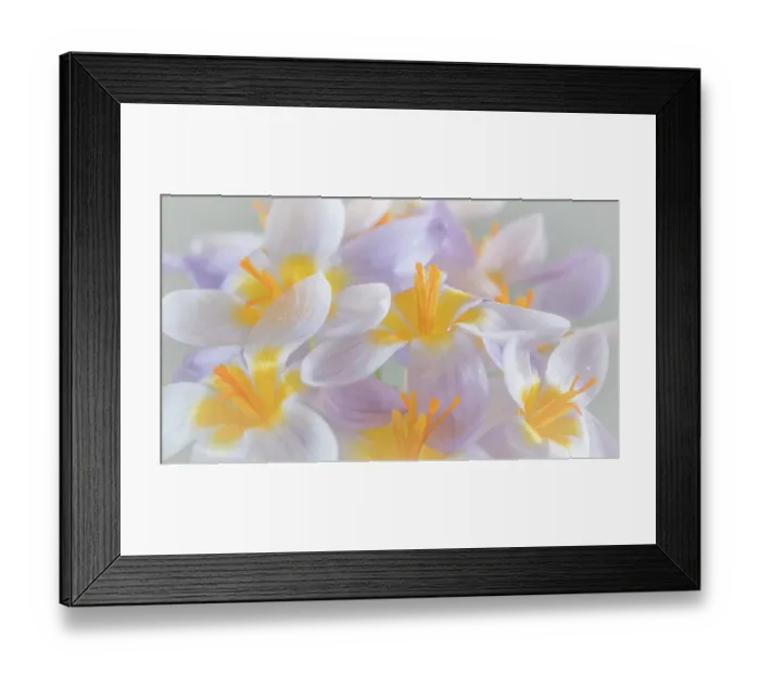 Framed Print : USA, Washington State, Seabeck. Close-up of crocus blooms. ©Don Paulson / Jaynes Gallery / DanitaDelimont.com Framed Print : USA, Washington State, Seabeck. Close-up of crocus blooms. ©Don Paulson / Jaynes Gallery / DanitaDelimont.com