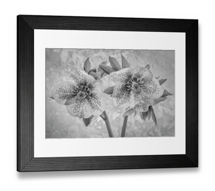 Framed Print : USA, Washington State, Seabeck. Close-up of hellebore blossoms. ©Don Paulson  /  Jaynes Gallery  /  DanitaDelimont.com