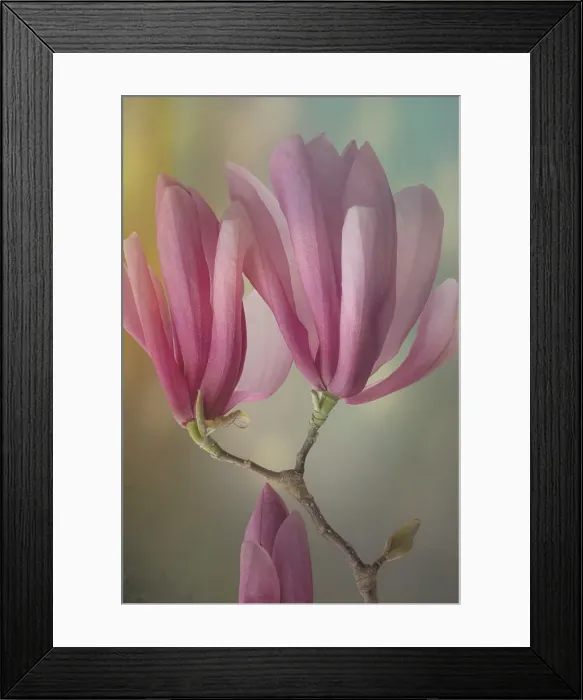Framed Print : USA, Washington State, Seabeck. Close-up of tulip magnolia blossoms. ©Don Paulson  /  Jaynes Gallery  /  DanitaDelimont.com