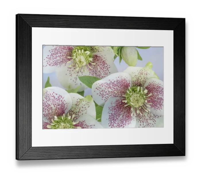 Framed Print : USA, Washington State, Seabeck. Close-up of hellebore blossoms. ©Don Paulson / Jaynes Gallery / DanitaDelimont.com Framed Print : USA, Washington State, Seabeck. Close-up of hellebore blossoms. ©Don Paulson / Jaynes Gallery / DanitaDelimont.com