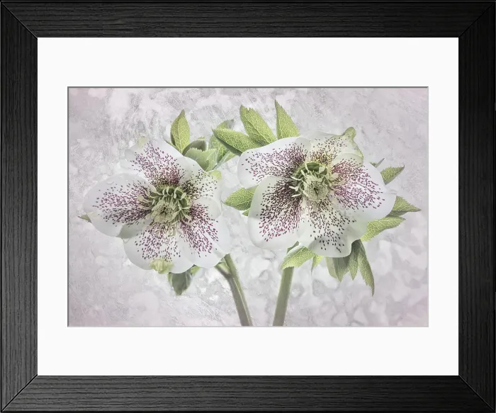 Framed Print : USA, Washington State, Seabeck. Close-up of hellebore blossoms. ©Don Paulson / Jaynes Gallery / DanitaDelimont.com Framed Print : USA, Washington State, Seabeck. Close-up of hellebore blossoms. ©Don Paulson / Jaynes Gallery / DanitaDelimont.com