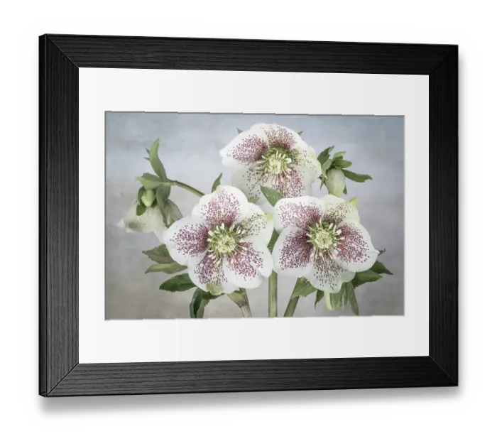 Framed Print : USA, Washington State, Seabeck. Close-up of hellebore blossoms. ©Don Paulson  /  Jaynes Gallery  /  DanitaDelimont.com