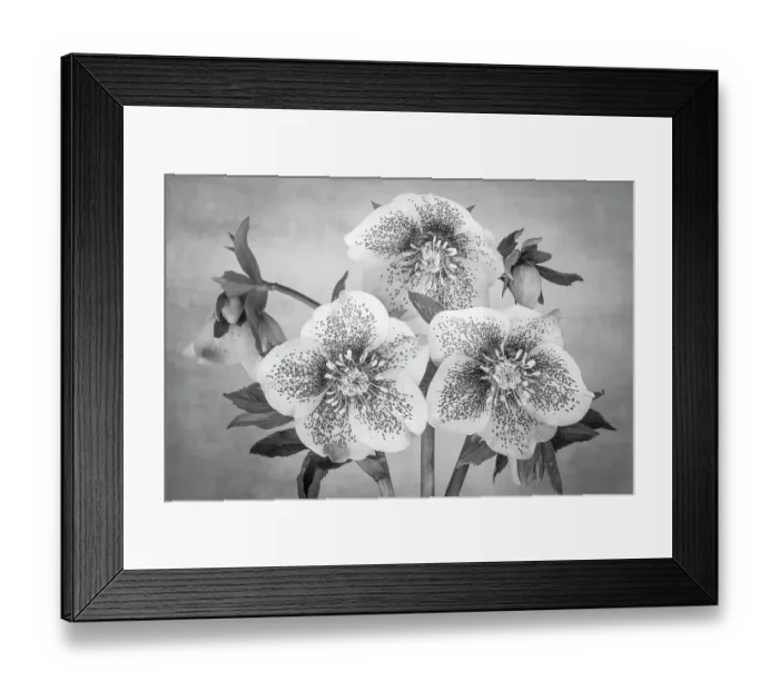Framed Print : USA, Washington State, Seabeck. Black and white close-up of hellebore blossoms. ©Don Paulson / Jaynes Gallery / DanitaDelimont.com Framed Print : USA, Washington State, Seabeck. Black and white close-up of hellebore blossoms. ©Don Paulson / Jaynes Gallery / DanitaDelimont.com