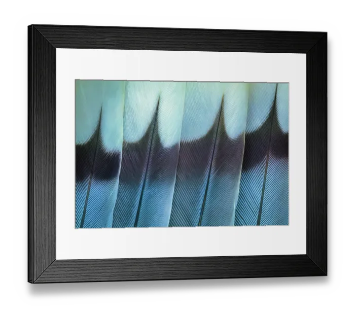 Framed Print : USA, Washington. Wing feathers of mourning dove. ©Don Paulson / Jaynes Gallery / DanitaDelimont.com Framed Print : USA, Washington. Wing feathers of mourning dove. ©Don Paulson / Jaynes Gallery / DanitaDelimont.com
